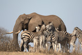 Fototapeta  - Mature elephant bull free in african landscape