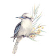 Watercolor bird illustration. Wildlifw of Australia.
