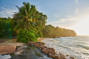 Wall Mural - Beach with palm tree and rocks landscape