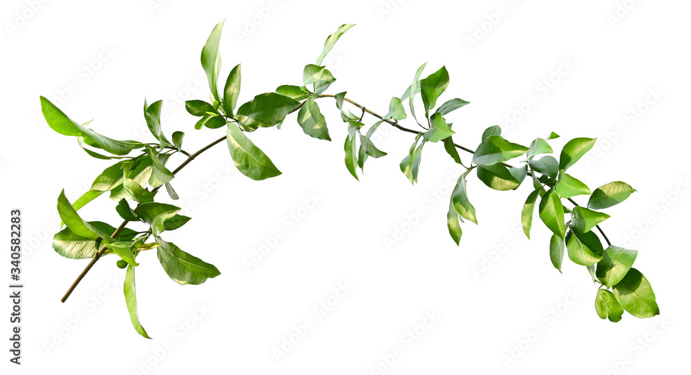 green leaf ivy isolate on white background Stock Photo | Adobe Stock