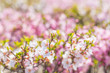 © Jianyi Liu  - Pink hairy cherry flowers blooming outdoors,Cerasus tomentosa