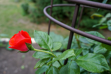 a beautiful rose in the garden