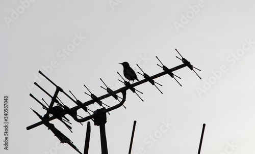 Cuadros en Lienzo silhouette of starling perched on top of tv antenna protecting a nest