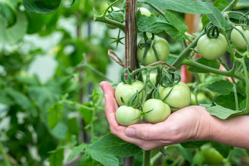 Homegrown, gardening and agriculture consept. Female hand hold a bunch of organic unripe green tomato in a greenhouse. Natural vegetable organic food production.