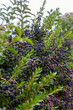 Green bush with many blue-black berries in the city of Savona