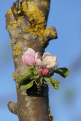 Wall Mural - Apfelblüten
