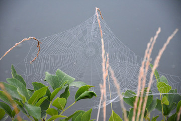 spider web with dew drops