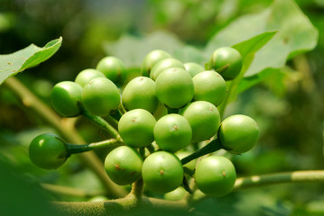 Turkey berry a mixture of ancient Thai food.;