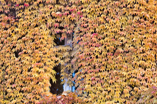 Cuadros en Lienzo Window Amidst Ivies During Autumn