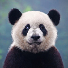 Cute Giant Panda Bear Posing For Camera