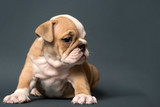 Fototapeta  - Cute English Bulldog puppy on a gray background . Space for text