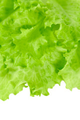 Poster - fresh lettuce isolated on white background