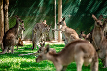 Kangaroos And Wallabies At The Santuary, Queensland, Australia