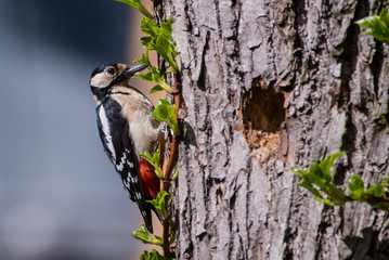 Selective focus photo. Great spotted woodpecker, Dendrocopos major on tree trunk. Spring season.