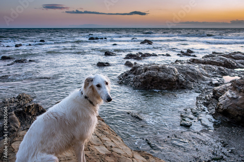 波の立つ岩場に座っている白い大型犬 Buy This Stock Photo And Explore Similar Images At Adobe Stock Adobe Stock 波の立つ岩場に座っている白い大型犬 Buy This Stock Photo And Explore Similar Images At Adobe Stock Adobe Stock