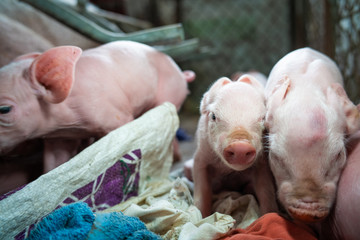 Group of newborn piglet in pig farm