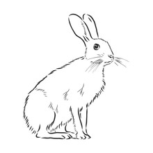 Hare, Doodle Style Sketch Illustration Hand Drawn Vector, Hare Vector Sketch Illustration