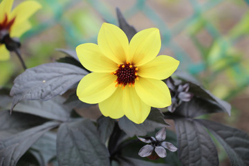 yellow gold mystic illusion dahlia in full bloom against dark green lush leaves