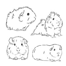 Guinea Pig Or Cavy Inky Hand Drawn Sketch Vector Illustration, Guinea Pig Vector Sketch Illustration