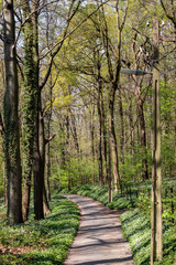 Wall Mural - Une petite route dans les bois