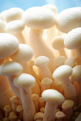 Canvas Print - White beech mushroom