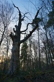 Fototapeta  - Baum ohne Laub bei Sonnenuntergang