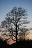 Fototapeta  - Baum bei Sonnenuntergang