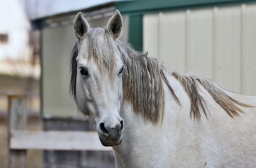 White horses are born white and stay white throughout their lives. White horses may have brown, blue, or hazel eyes.
