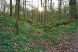 Fototapeta  - Frühling im Wald