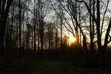 Fototapeta  - Sonnenuntergang im Wald