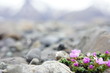 Nahaufnahme Blume Gletscher Berge Steine