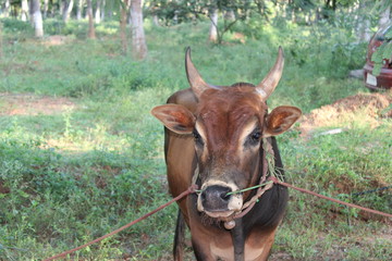 cow on the farm