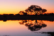 savannah sunset with tree reflection