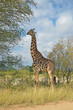 Żyrafa w Parku narodowym Krugera w południowej Afryce - RPA