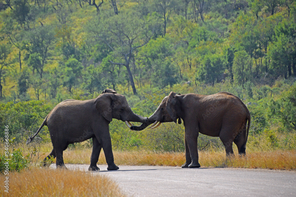Słonie walczące w Parku Krugera w Południowej Afryce (RPA) - obrazy, fototapety, plakaty 