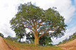 Drzewo Baobab w Parku Krugera w Południowej Afryce - RPA