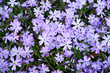 Blue creeping phlox subulata flowers in bloom