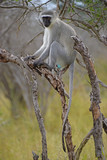 Fototapeta Konie - Małpa w Afryce