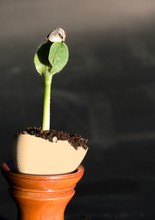 Isolated Quash Seedling With Seed On Top Growing In Eggshell On Dark Mottled Background- Concept Of New Life From Dead Seed And Easter