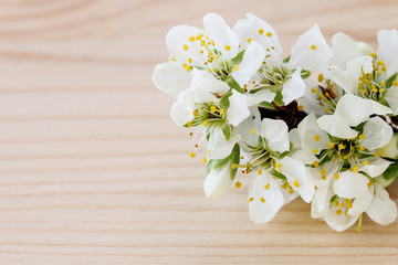 Sticker - Blooming branch of cherry tree on a wooden background