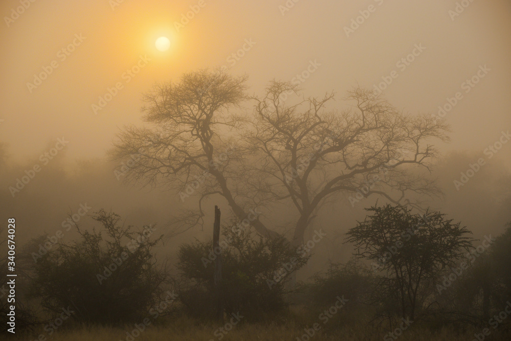 Wschód Słońca - mglisty poranek w afrykańskim buszu - obrazy, fototapety, plakaty 
