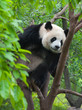 © wusuowei - Giant panda bear climbing in tree