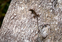 Brown Anole Lizard On Tree At Park In Bradenton Florida.
