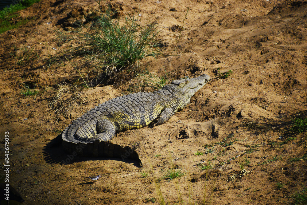 Wielki krokodyl wylegujący się na brzegu rzeki w Południowej Afryce - obrazy, fototapety, plakaty 