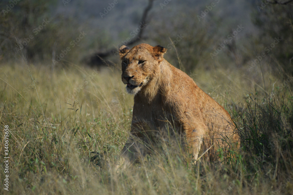 Lwica na safari w Południowej Afryce - obrazy, fototapety, plakaty 