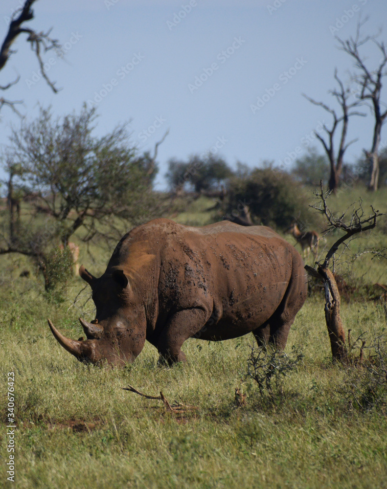 Afryka dzika - Nosorożec w naturalnym środowisku - obrazy, fototapety, plakaty 