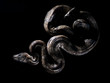 © JorgeAlexis - the black snake on black