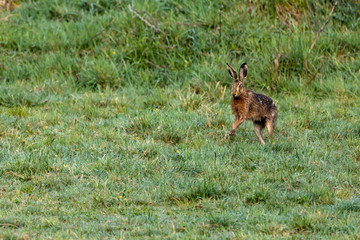 A wild brown hare on a meadow