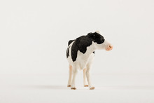 A Plastic Cow In A Studio Shoot