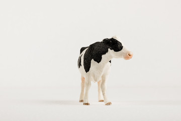 A plastic cow in a studio shoot